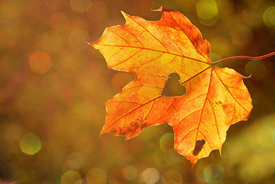 herfstblad-1537186989